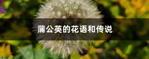 蒲公英的花语和传说