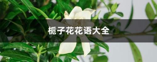 栀子花花语大全