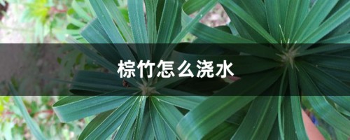 棕竹怎么浇水，几天浇一次水