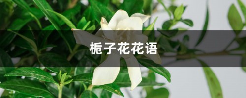 栀子花花语，栀子花的寓意