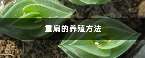 重扇的养殖方法