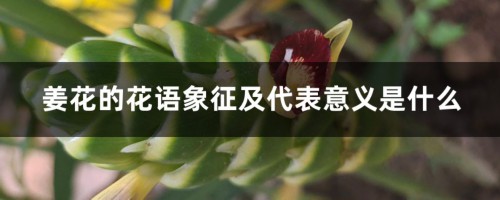 姜花的花语象征及代表意义是什么