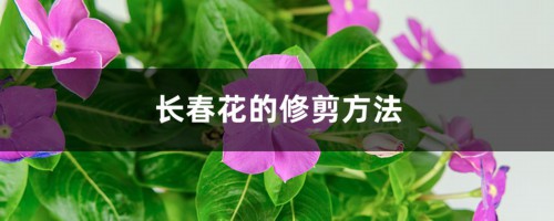 长春花的修剪方法